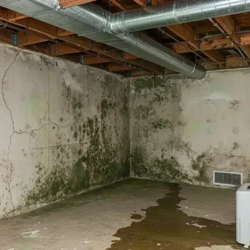 Professional Mold Removal in Saint Martin, MS